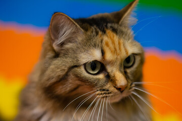 Fototapeta premium Colorful cat portrait. Portrait of a cat indoors with a very careful look. Pet favorite