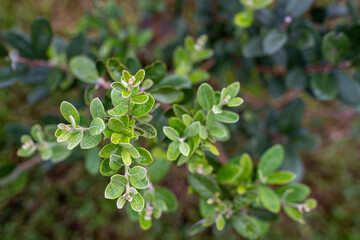 A beautiful young Japanese feijoa 