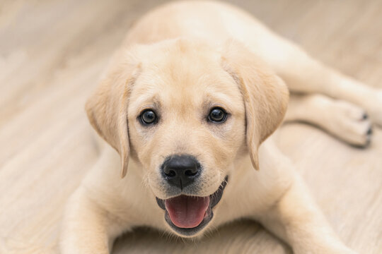 Cute adorable little golden labrador puppy is lying on floor of house.