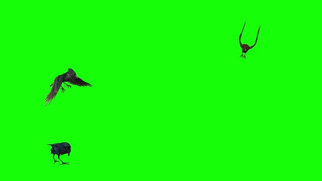4k 3d animation showing three crows, two of them flying in different directions and landing. the other on the ground eating.