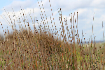 Long grass stalks with sky background landscape. Schoenus nigricans. Silver Beach Sydney