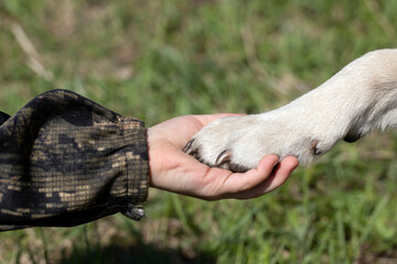 Handshake of dog paw as sign of man trust in animal. dog is friend of child.