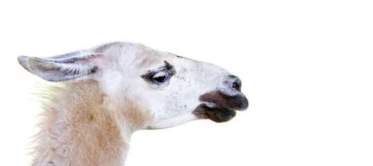 portrait of a white lama. llama head isolated on white. copy space © Oleksii