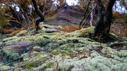 Close up of moss growing on rocks in the forest