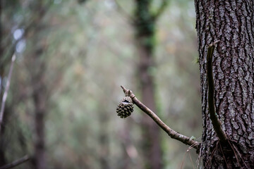 pine cone in the forest