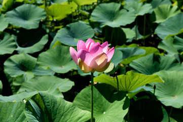 pink lotus flower