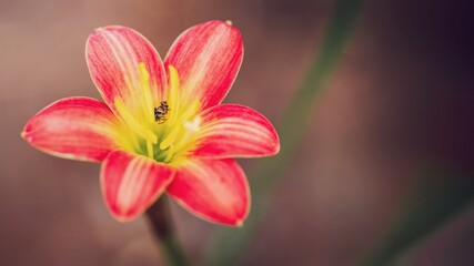 Close up view of Stingless bee or small bees Is an insect that helps pollinate flowers Make the farmers have good product.Concept of nature in spring season.