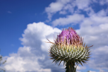 Close up of a thistle flower in summer, against a sky with plenty of clouds