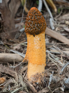 Phallus Multicolor Stinkhorn Fungus