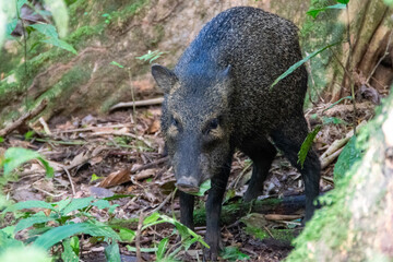 Wild boar in Costa Rica. Peccary. Tayassu tajacui.