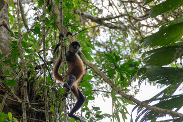 Fototapeta premium spider monkey in Costa Rica.