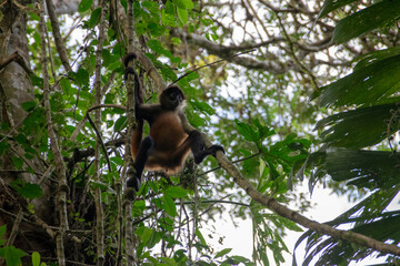 spider monkey in Costa Rica.