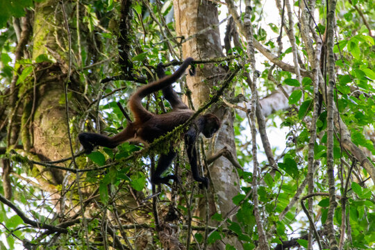 spider monkey in Costa Rica.