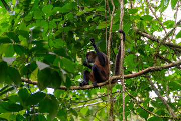 spider monkey in Costa Rica.