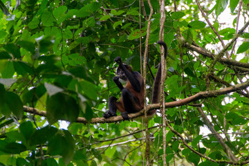 spider monkey in Costa Rica.