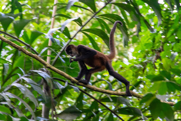spider monkey in Costa Rica.