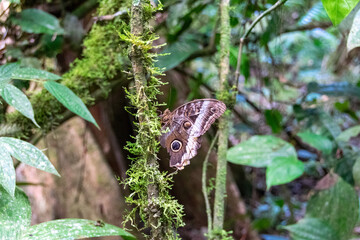 Butterflies in Costa Rica. Morpho helenor