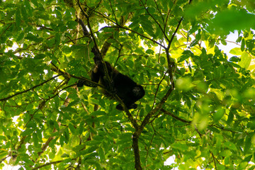 Howler monkey in Costa Rica.