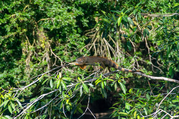 A Costa Rican iguana sunbathing in a tree.