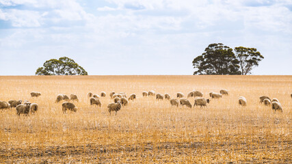 Flock of sheep in South Australia