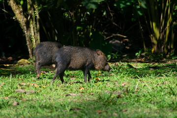 Wild boar in Costa Rica. Peccary. Tayassu tajacui