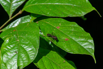 Ants in Costa Rica. Bulldog Ant