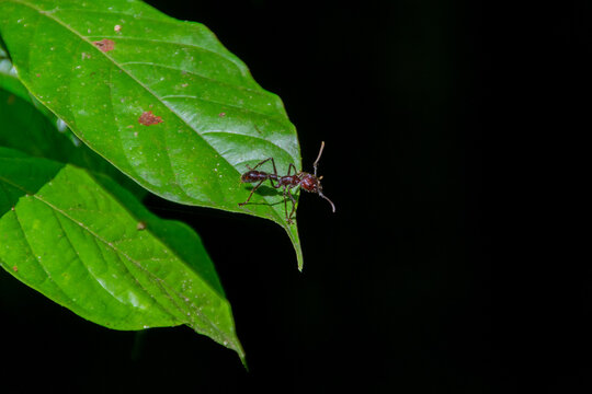Ants in Costa Rica. Bulldog Ant