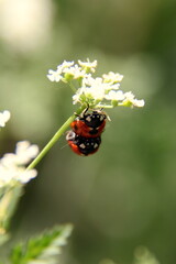 Ladybug Mating on Green and White Leaf