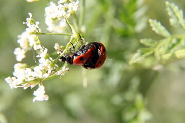 Ladybug Mating on Green and White Leaf