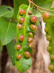 Plant galls growing on leaf of tree.