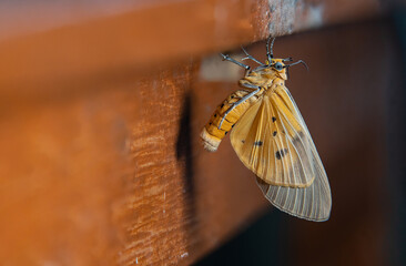 moth macro