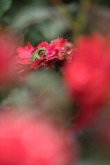 tree frog and roses