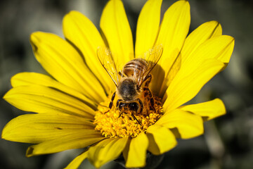 Bee on Bright Yellow Flower