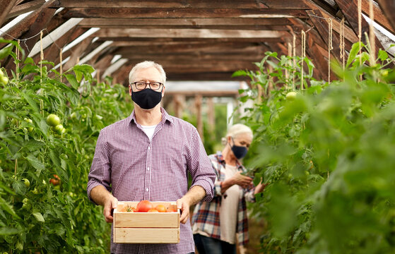 farming, gardening, old age and people concept - senior woman and man with box of tomatoes at greenhouse on farm wearing face protective mask for protection from virus disease