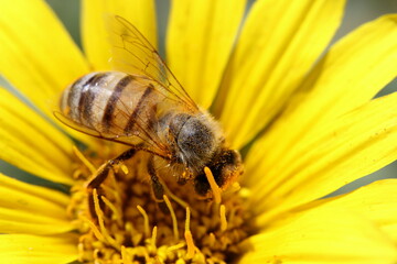 Bee on Bright Yellow Flower