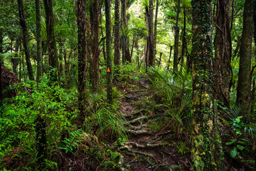 Forest trail in Dome Forest (New Zealand)