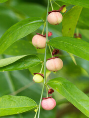 Katuk (Sauropus androgynus) or “Sweet Leaf Bush” fruits.