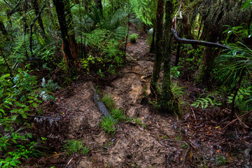 Muddy forest trail in Dome Forest (New Zealand)