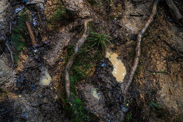 Muddy trail in Dome Forest (New Zealand)