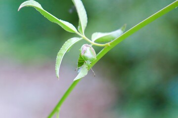 Obraz premium チャバネアオカメムシ