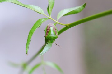 チャバネアオカメムシ