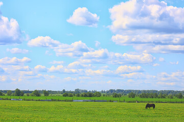 Fototapeta premium horses on a green field with flowers, summer landscape on a farm