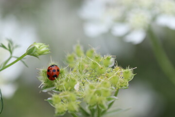 ノラニンジンのつぼみにとまるてんとう虫
A ladybug perched on a flower bud named Nolan carrot.