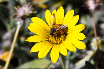 Bee on Bright Yellow Flower
