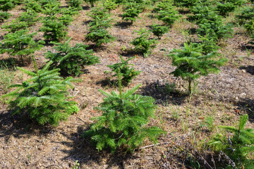 Small green fir trees grow in a clearing in Germany, as part of afforestation or for the breeding...