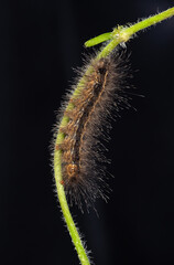 moth caterpillar