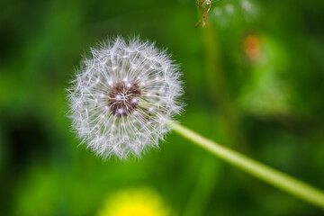 Close up Dandelion Views
