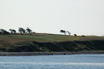 Weather beaten trees marked by a one way wind in a flat landscape seen from a ship.