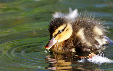 Mallard ducklings out exploring the river