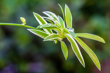 Phalangère, plante araignée 